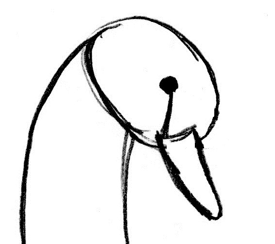 566x501 Swan Drawing Step