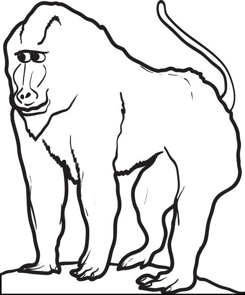 498x600 free printable baboon coloring