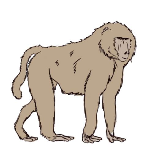 500x500 How To Draw A Baboon Steps