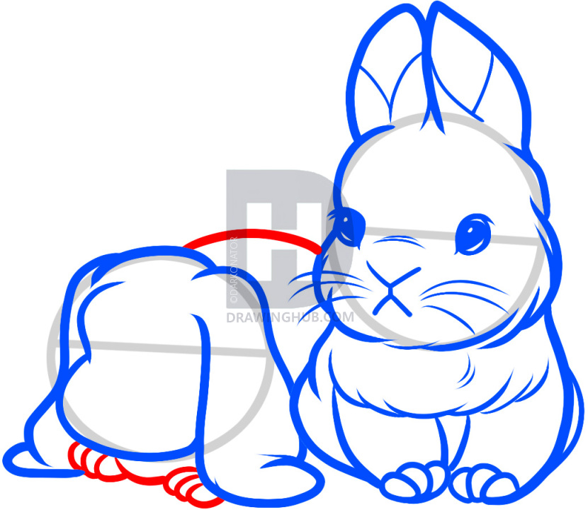 830x720 How To Draw Baby Rabbits, Baby Rabbits, Step