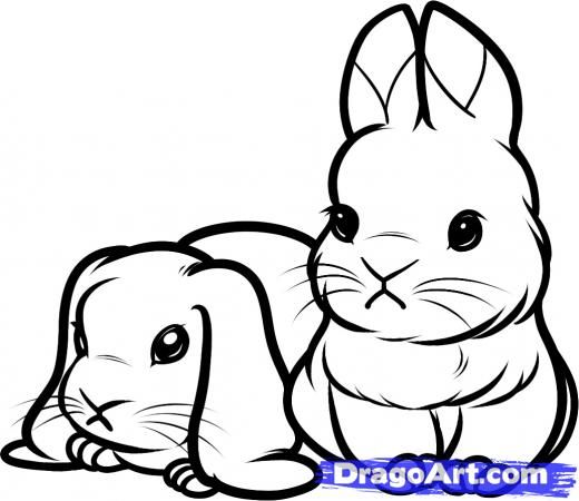 520x450 How To Draw Baby Rabbi Bunny Bunny Drawing, Cartoon Drawings