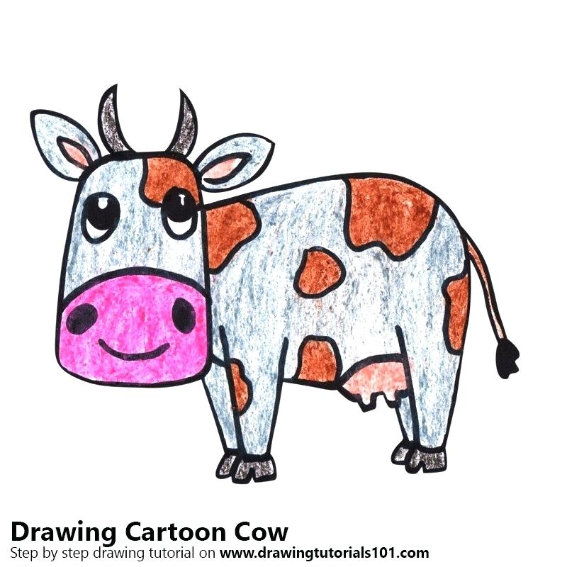 800x800 Cartoon Cow Drawing Cow Drawing And Parts Pic For Kid Cartoon