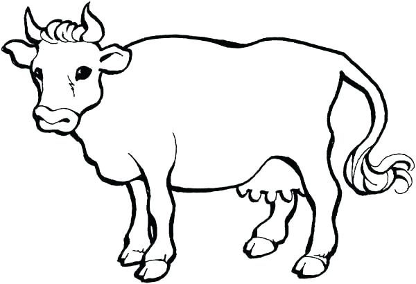 600x410 How To Draw A Cute Cow Step