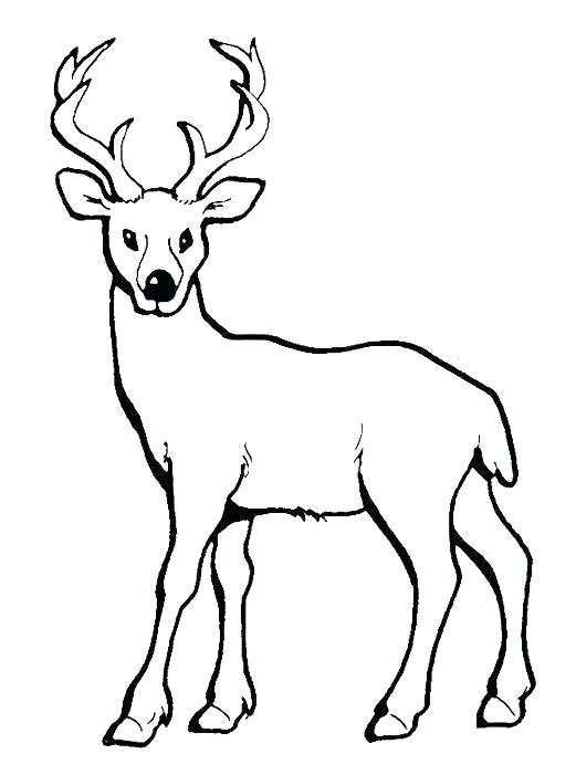 521x701 Cute Deer Coloring Pages Baby With Long Horn Design Jadoxuvale Top