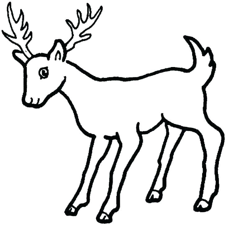728x725 Deer Color Pages White Tailed Deer Coloring Pages Fascinating