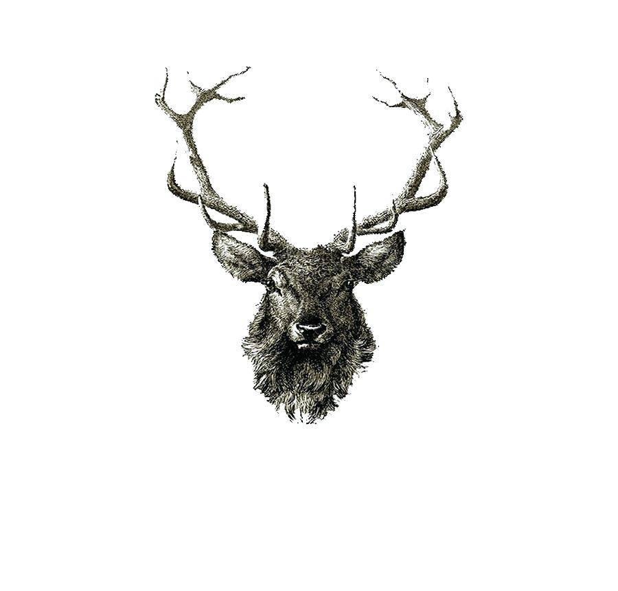 900x860 Deer Drawing Deer Artwork Google Search Baby Deer Drawing Step