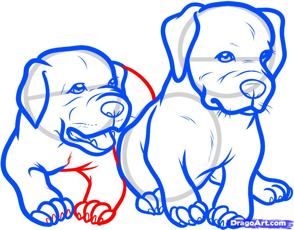 1020x798 How To Draw Baby Pitbulls, Baby Pitbulls, Step