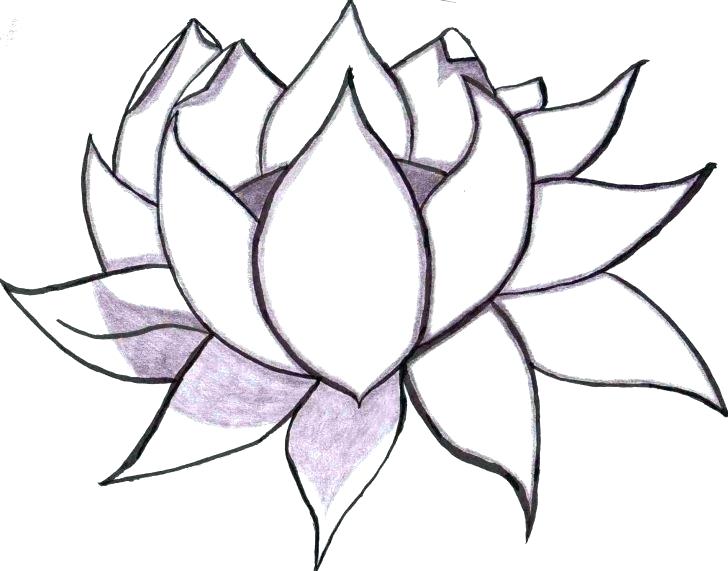 728x571 Drawings Of Baby Wolves