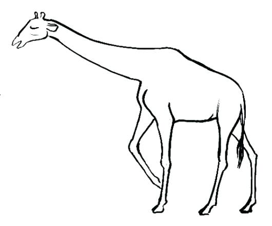 530x441 Giraffe Drawing Images Drawing Northern Giraffe Clip Art Giraffe