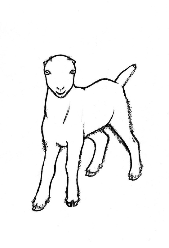 545x800 Goat Drawing Nubian Goat For Free Download