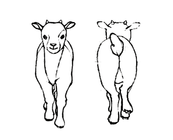 602x488 Baby Goat Gif Tumblr