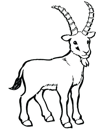 425x510 Coloring Pages Of Baby Goats