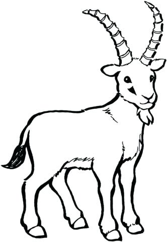 332x480 Goat Coloring Pictures