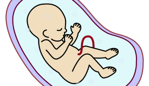 480x277 Collection Of Free Foetus Clipart Baby Fetus Download On Ui Ex