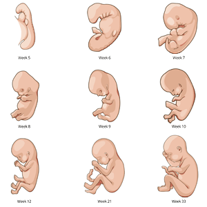 Baby In Womb Drawing | Free download on ClipArtMag