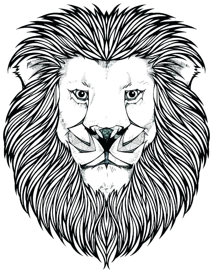 736x944 Lions Fighting Drawing At Free For Personal Use Coloring Lion Lion