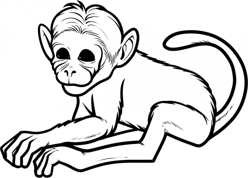 800x576 Baby Monkey Coloring Pages Printable New Awesome Baby Dolphin