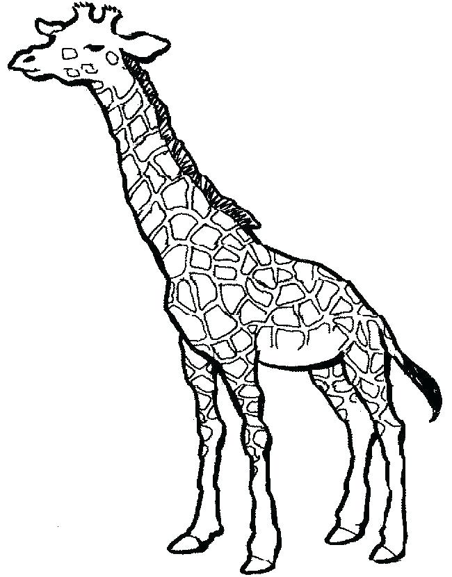 650x830 Drawing A Giraffe Cute Giraffe Drawing Easy