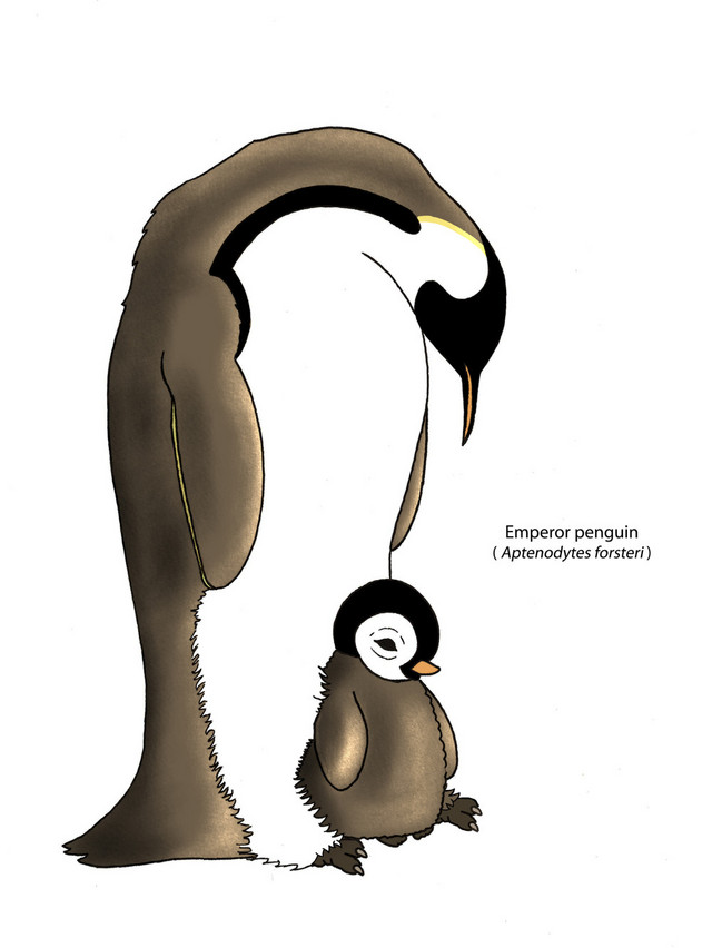 640x852 How To Draw A Baby Emperor Penguin