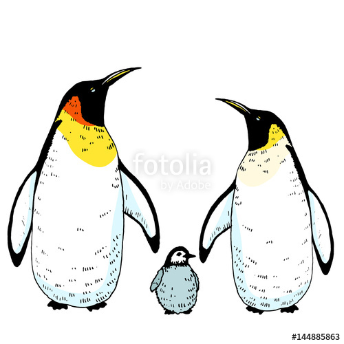 500x500 Vector Penguins Family With Baby Illustration Hand Drawn Sketch