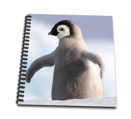 425x386 Db Baby Penguin Drawing Book