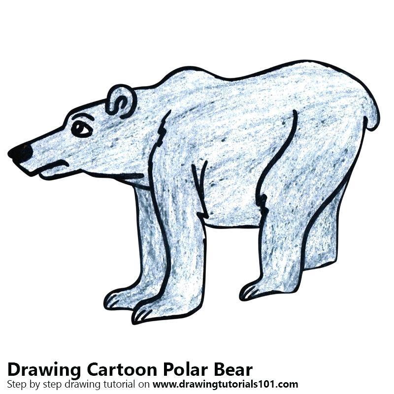 800x800 Cute Baby Polar Bear Cartoon