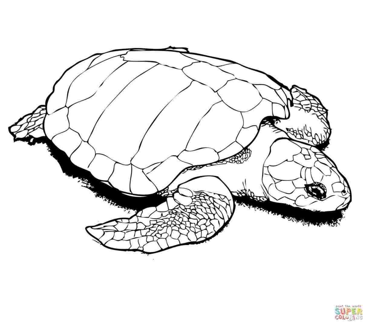 1217x1078 Cute Baby Sea Turtle Drawing
