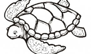 290x175 Sea Turtles Coloring Cool Collection Baby Turtle Coloring