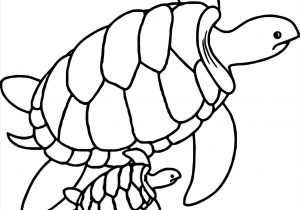 300x210 to draw a cartoon sea animals fundraw rhyoutubecom turtles cute