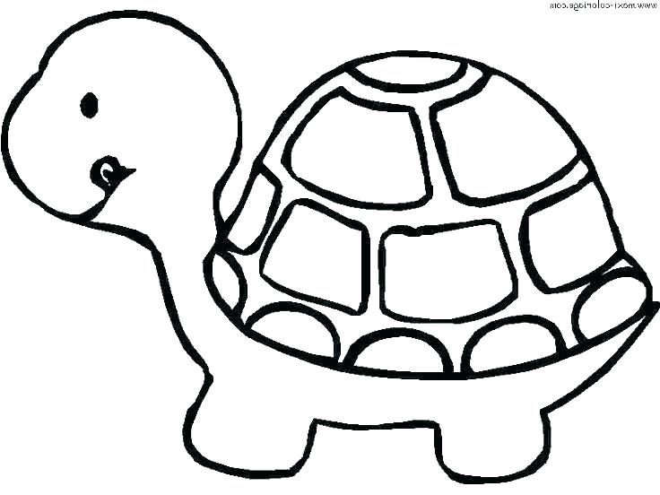 736x552 Baby Sea Turtle Coloring Pages Drawing At Free For Personal Use