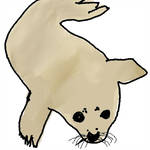 150x150 Baby Seal Drawing