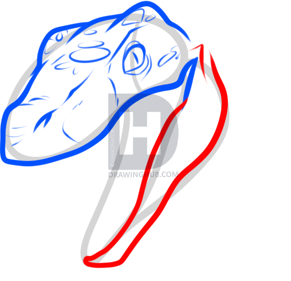 568x548 How To Draw A Raptor Head, Step