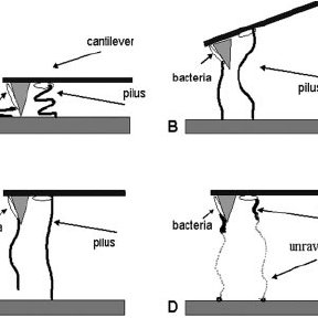 288x288 Drawing Showing Possible Ways In Which Pili Can Tether Bacteria
