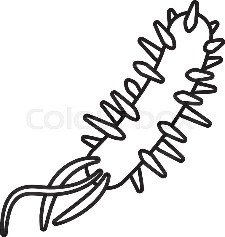 759x800 E Coli Bacteria Icon Outline Stock Vector Colourbox