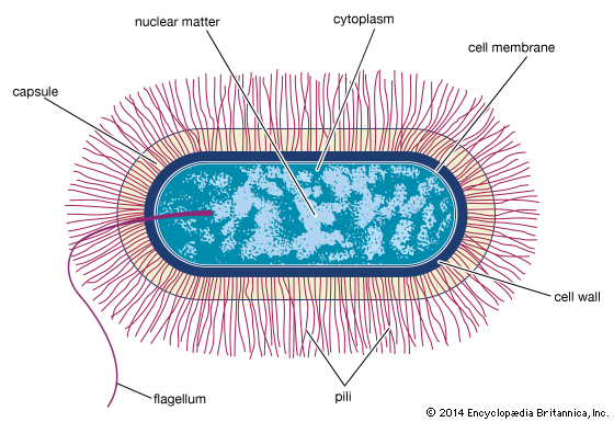 560x385 Eubacterium