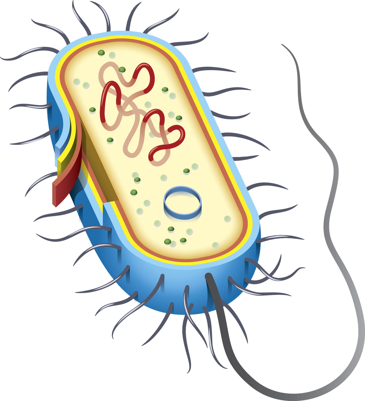 1280x1408 Bacteria Drawing For Free Download