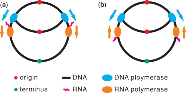 632x317 schematic drawing of a collision between a working dna polymerase