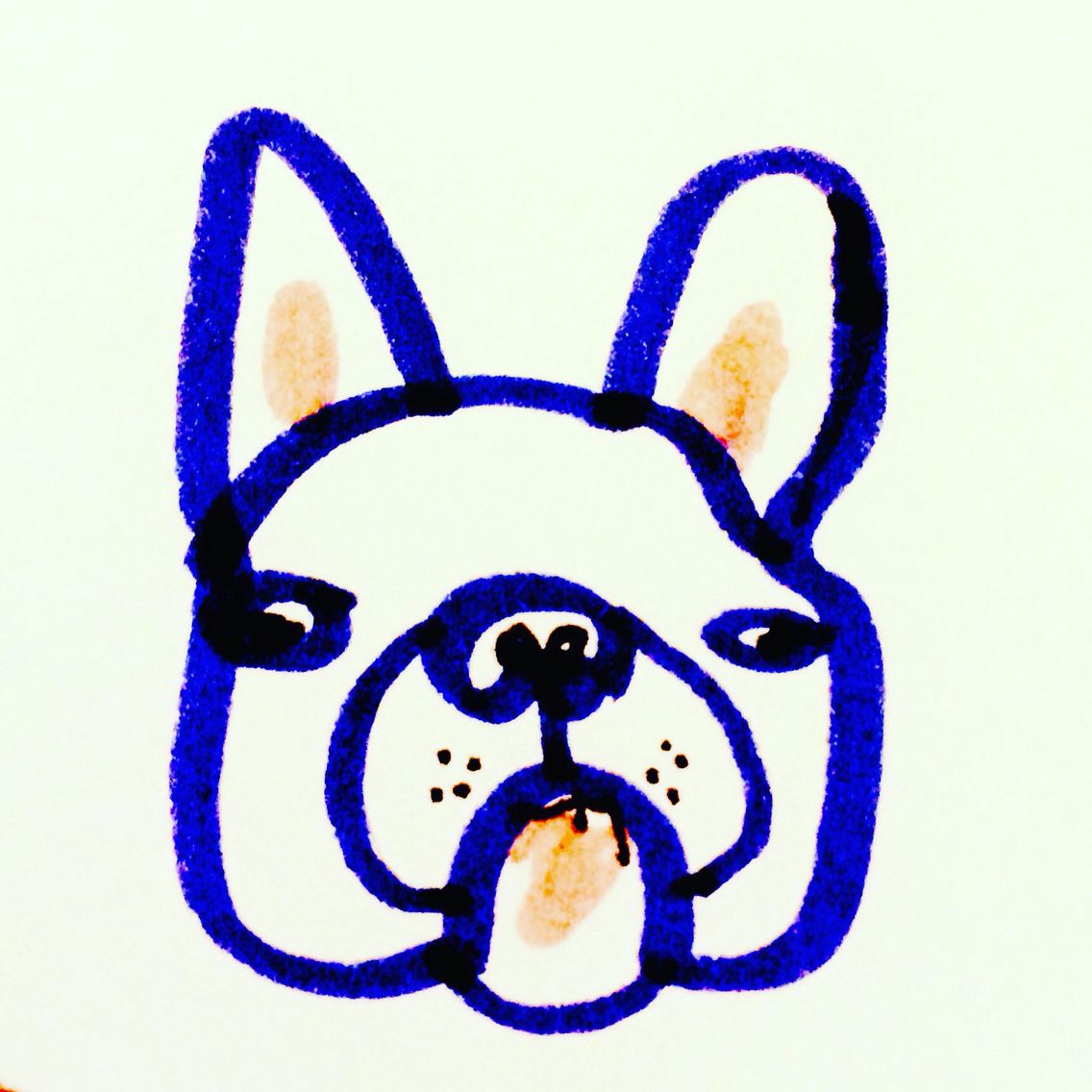 1136x1136 French Bulldog