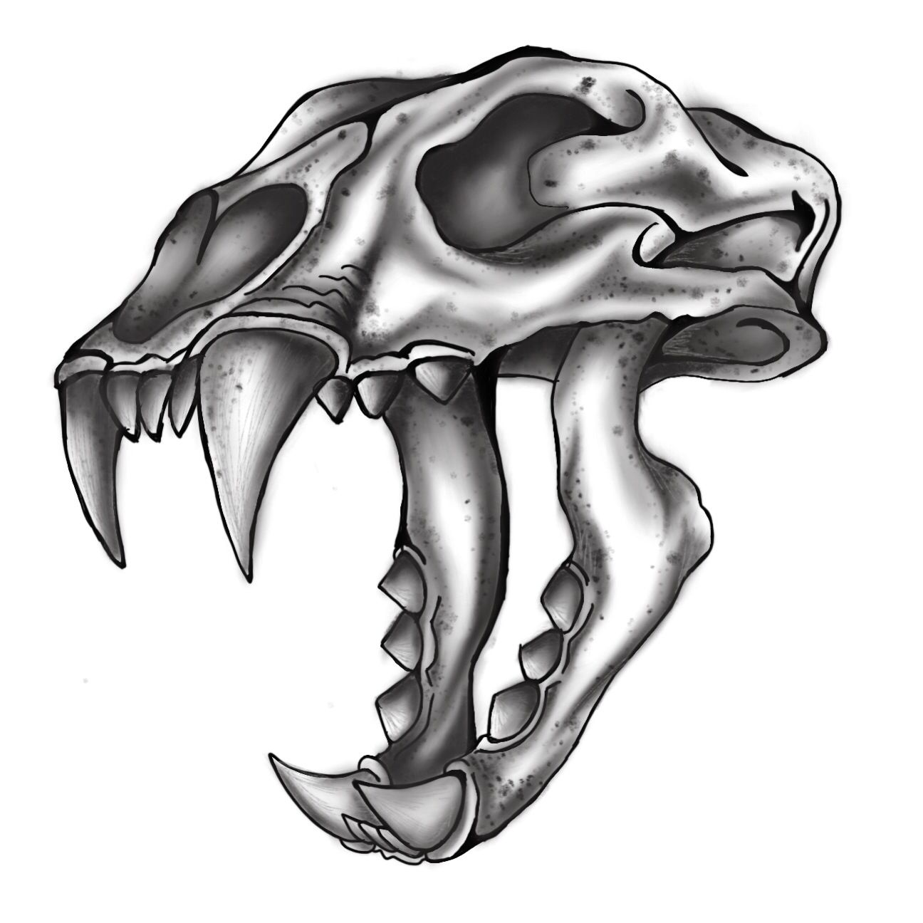 1296x1296 Saber Tooth Tiger Skull Tattoo Art Sketches