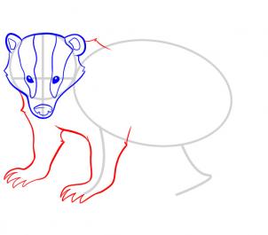 302x265 How To Draw A Badger, Step