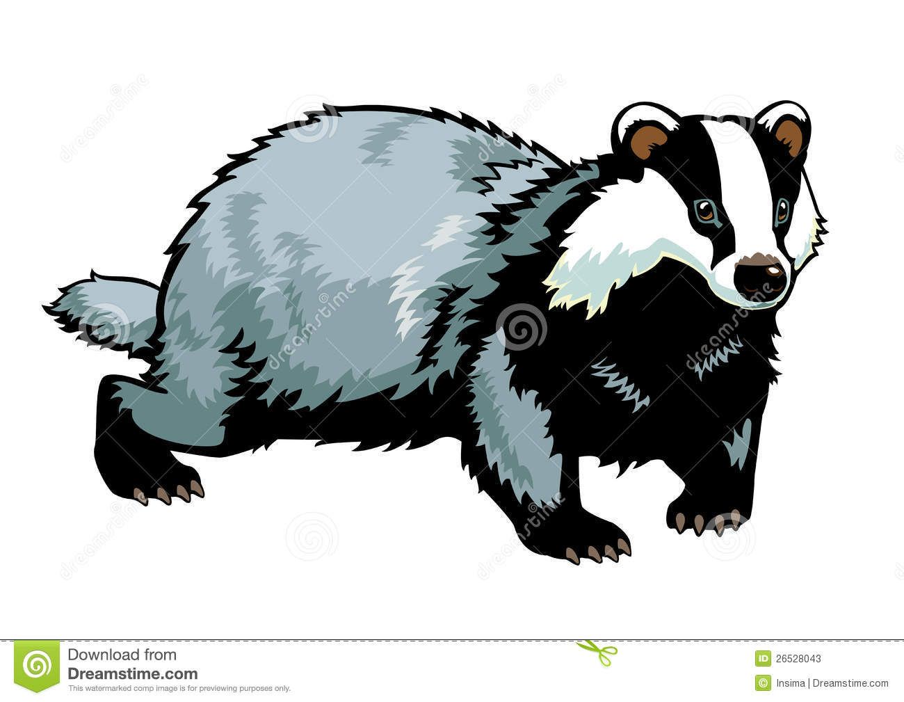 1300x1009 Badger Drawing