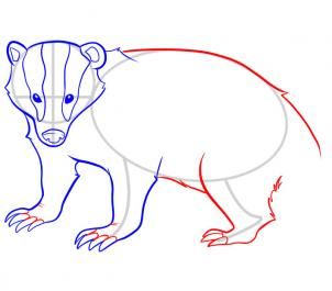 302x265 How To Draw A Badger Step Badgersquirrel In Drawings