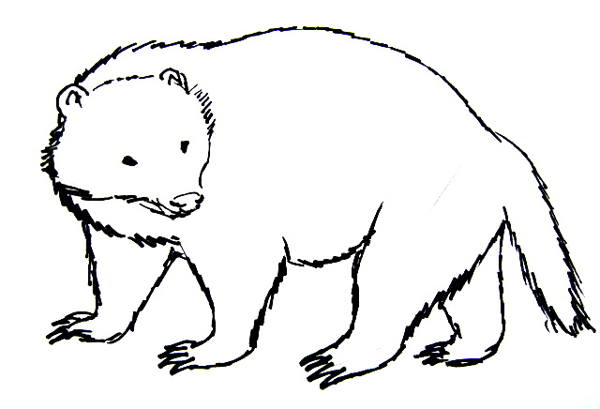 600x409 Badger Drawing