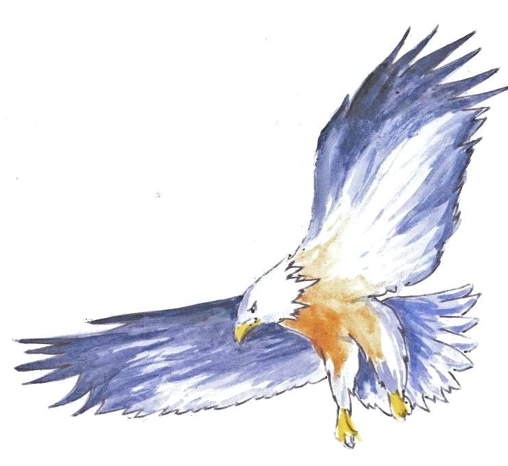 741x680 Eagle Pictures Drawings Draw Bald Eagle Eagle Pictures Sketch