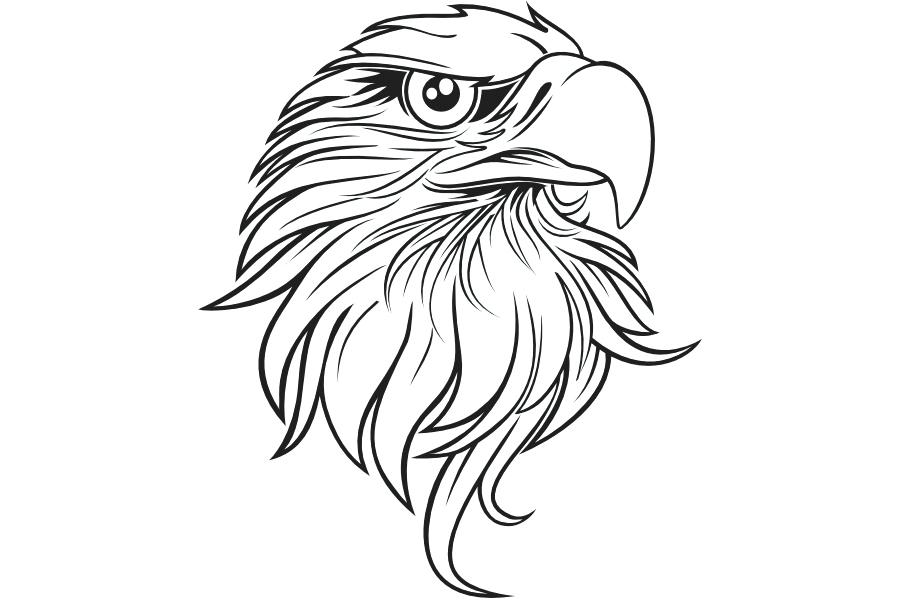 900x600 Flying Bald Eagle Black Outline Illustration Vector Stock Images