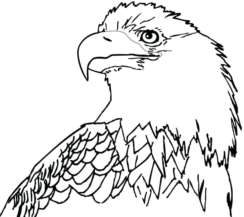 940x836 Eagle Pictures Drawings