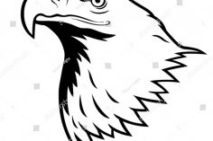 236x157 Bald Eagle Drawing Tutorial Tags Animation Drawing Tablet