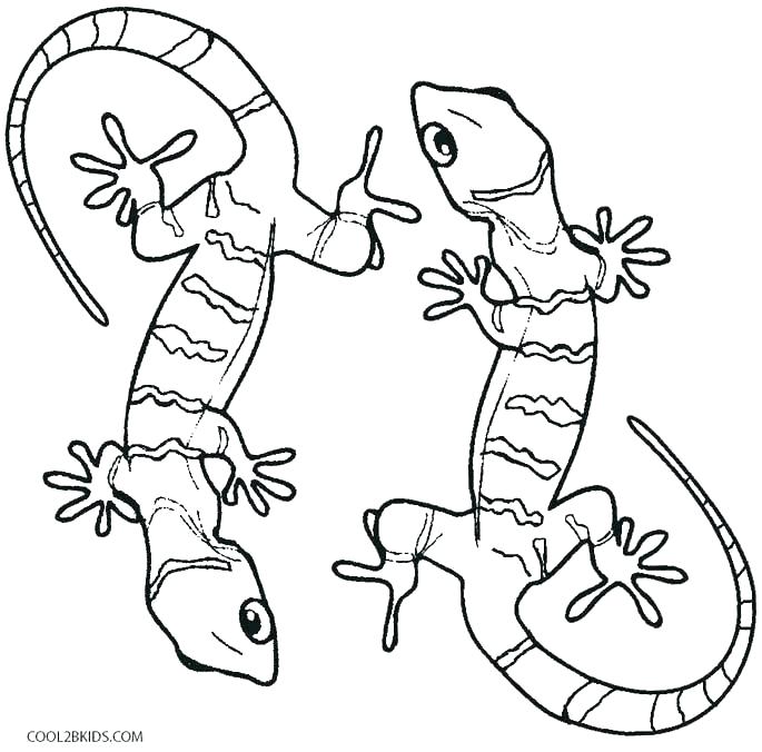 685x676 Ball Python Coloring Pages