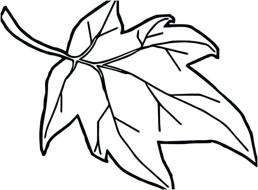 827x609 How To Draw Blossom