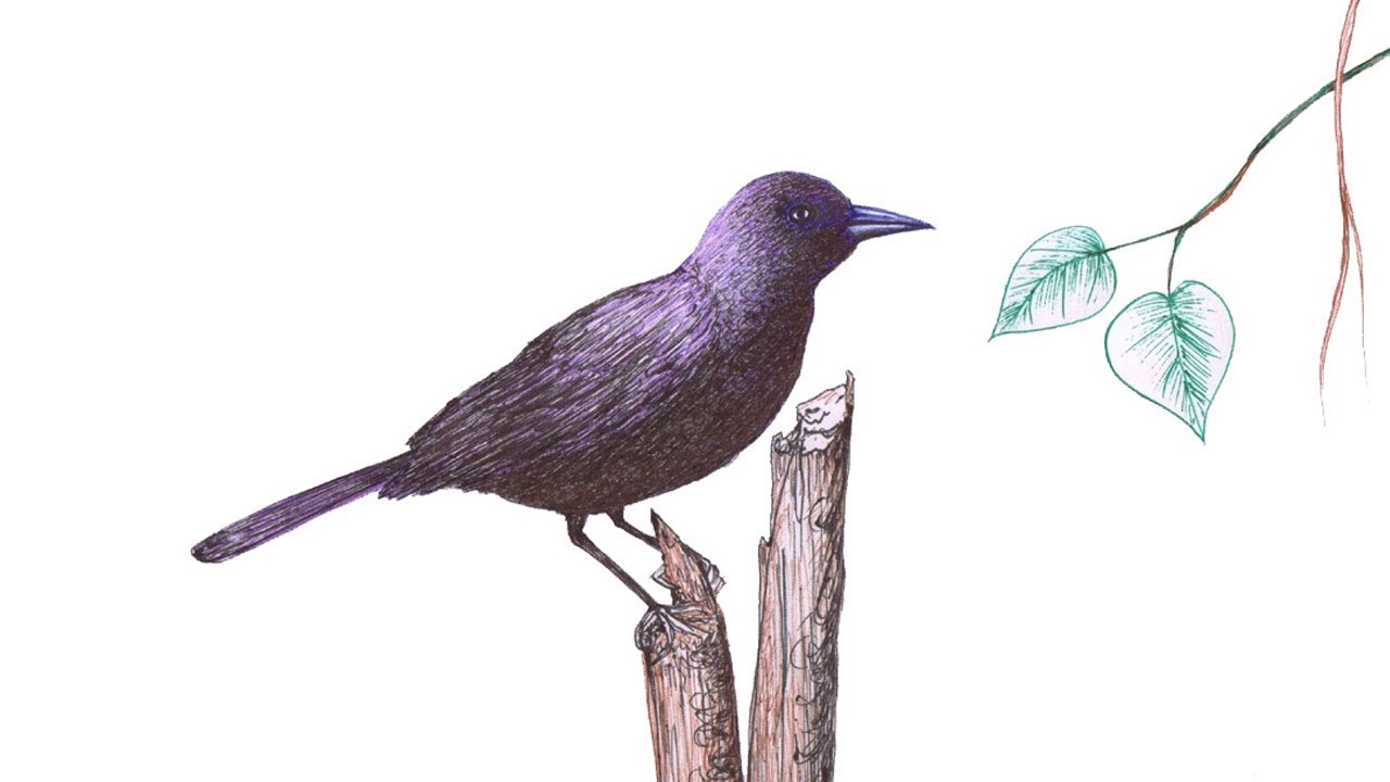 1280x720 Common Grackle Bird Drawing Ballpoint Pen